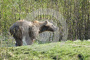 Brown bear, ursus arctos