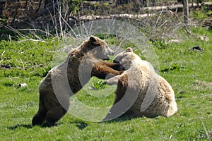 Brown bear, ursus arctos