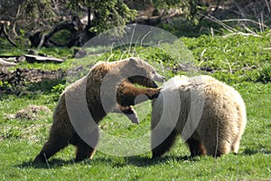 Brown bear, ursus arctos photo