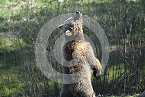 Brown bear, ursus arctos photo