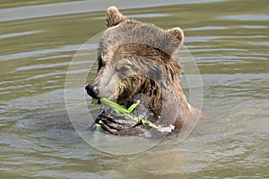 Brown bear, ursus arctos photo