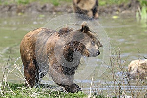 Brown bear, ursus arctos