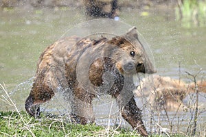 Brown bear, ursus arctos