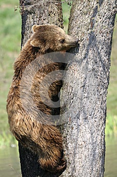 Brown bear, ursus arctos photo