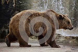 Brown bear Ursus arctos