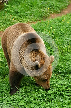 Brown Bear (Ursus arctos) photo