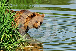 Brown bear (Ursus arctos) photo