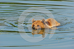 Brown bear (Ursus arctos)