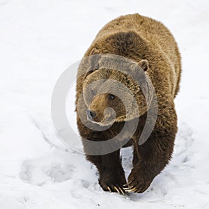 Brown Bear (Ursus arctos) photo