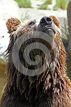 Brown bear (Ursus arctos)