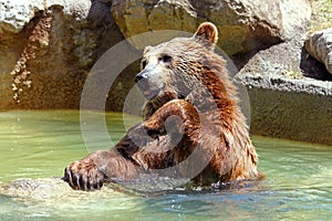 Brown bear (Ursus arctos)