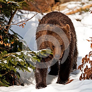 Brown Bear (Ursus arctos)