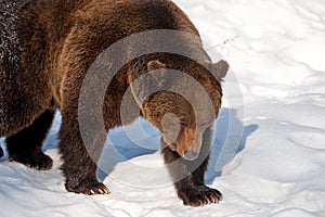 Brown Bear (Ursus arctos)