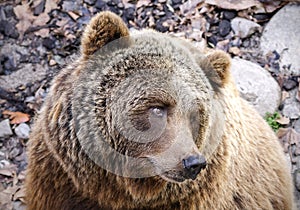 Brown Bear Ursus arctos