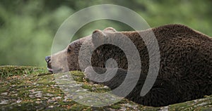 a brown bear - Ursus arctos