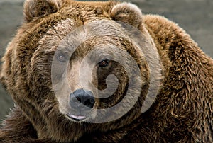 Brown Bear (Ursus arctos) photo