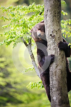 Brown bear (Ursus arctos)