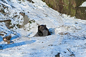 Brown bear (Ursus arctos)