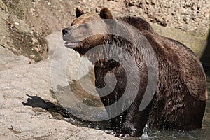 Brown bear (Ursus arctos).