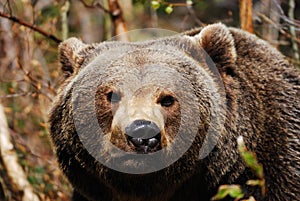 Brown Bear (Ursus arctos) photo