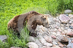 Brown bear Ursus arctos