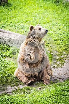 Brown bear Ursus arctos