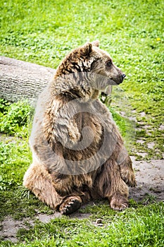 Brown bear Ursus arctos