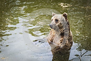 Brown bear Ursus arctos