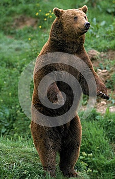 Brown Bear, ursus arctos, Adult standing on Hind Legs, Looking aroung