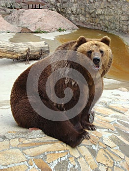 Brown bear Ursus arctos arctos