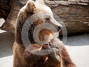 Brown bear (Ursus arctos arctos) holds his paw