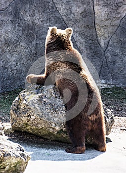 Brown bear (Ursus arctos arctos), humorous animal scene