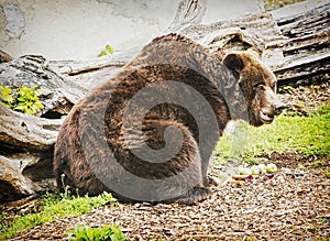 Brown bear - Ursus arctos arctos - posing and eating apples, animal scene