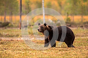 Brown bear Ursus arctos in autumn forest photo