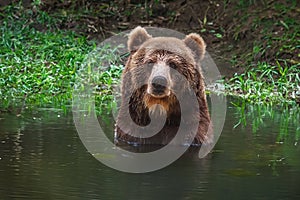 Brown Bear bathing on water