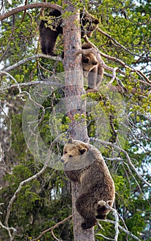 Brown Bear Ursus arctos. She-bear and Bear-cubs having scented danger, got on a  Pine tree. Spring forest