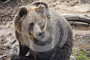 The brown bear (Ursus arctos), beast in close-up view