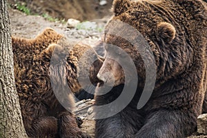 Brown bear Ursus arctos beringianus.