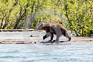 Brown bear Ursus arctos beringianus fishing in the Kurile lake, Kamchatka, Russia photo