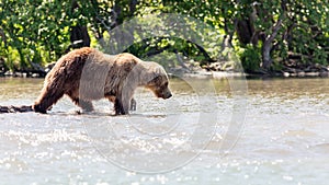 Brown bear Ursus arctos beringianus fishing in the Kurile lake. Kamchatka, Russia photo