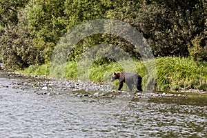 Brown bear Ursus arctos beringianus walking along the river bank. Kamchatka, Russia