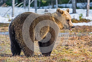 Brown Bear Ursus arctos on a bog