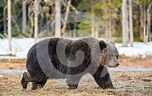 Brown Bear Ursus arctos on a bog.