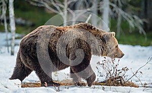 Brown Bear Ursus arctos on a bog in the spring forest.