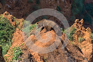 Brown bear (Ursus arctos) climbing a rock photo