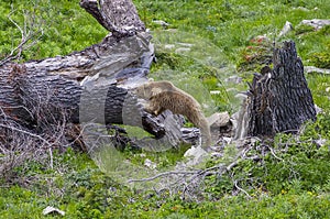 Brown Bear (Ursus arctos) is a caring, but angry nimal.