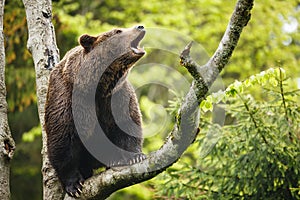 Brown bear (Ursus arctos)