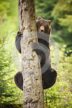 Brown bear (Ursus arctos)