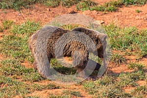 Brown bear (Ursus arctos) cub alone photo