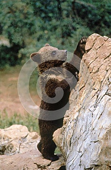 BROWN BEAR ursus arctos, CUB CLIMBING ON ROCK